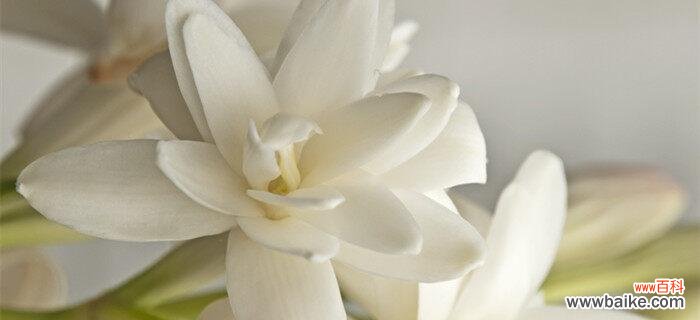 探寻夜来香花的花语之谜 夜来香花的花语及其象征意义