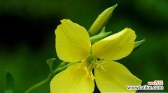 探寻夜来香花的花语之谜 夜来香花的花语及其象征意义