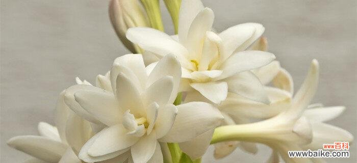 以夜来香花语的含义和象征意义,传递爱与美的 以夜来香的花语