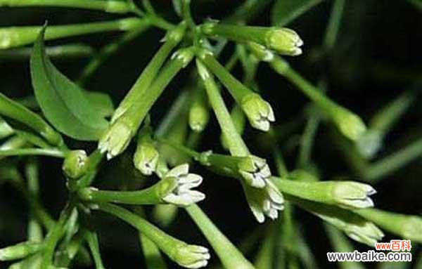 以夜来香花语的含义和象征意义,传递爱与美的 以夜来香的花语