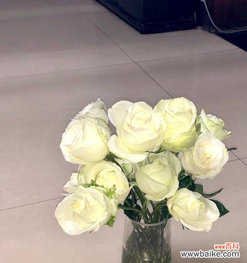 纯洁与无邪的化身 白玫瑰的象征意义