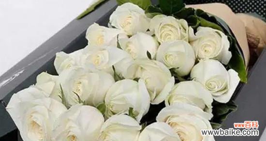 纯洁与无邪的化身 白玫瑰的象征意义