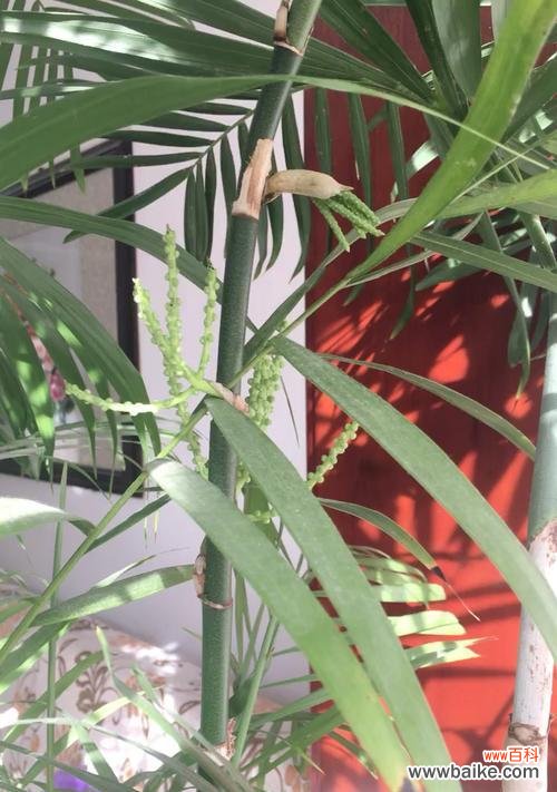 探究竹子开花的原因和寓意 竹子开花的原因及寓意