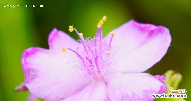 探究紫边碧玉椒草的药用价值及象征意义 紫边碧玉椒草的作用与花语