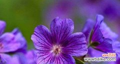 探寻紫罗兰所代表的情感和象征意义 紫罗兰花语的深层意义