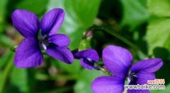 探寻紫罗兰的秘密——了解紫罗兰的花语和背后的故事 紫罗兰花的花语和传说