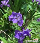 探寻紫罗兰花背后的深刻象征意义 紫罗兰花的意义与象征