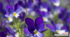 探索紫罗兰花语的意义和重要性 紫罗兰花语寓意的深刻启示
