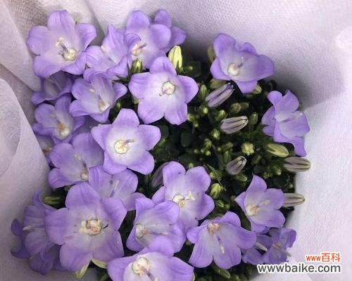 深紫风铃花的寓意与传说 紫色风铃花的象征意义