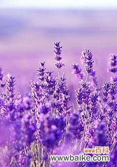 在紫色的花海中 紫色薰衣草——等待爱情的奇迹