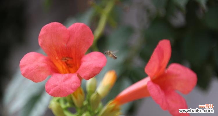 夏日花语有哪些特别含义？