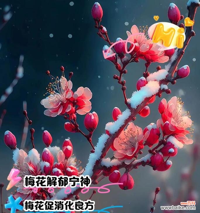 梅花的简介和花语是什么?