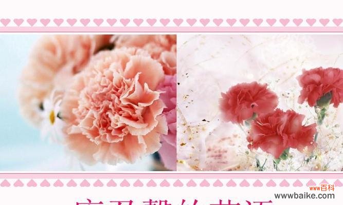 什么康乃馨的花语?不同颜色的康乃馨代表什么?