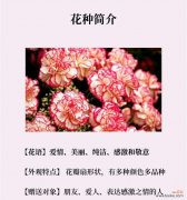 什么康乃馨的花语？不同颜色的康乃馨代表什么？