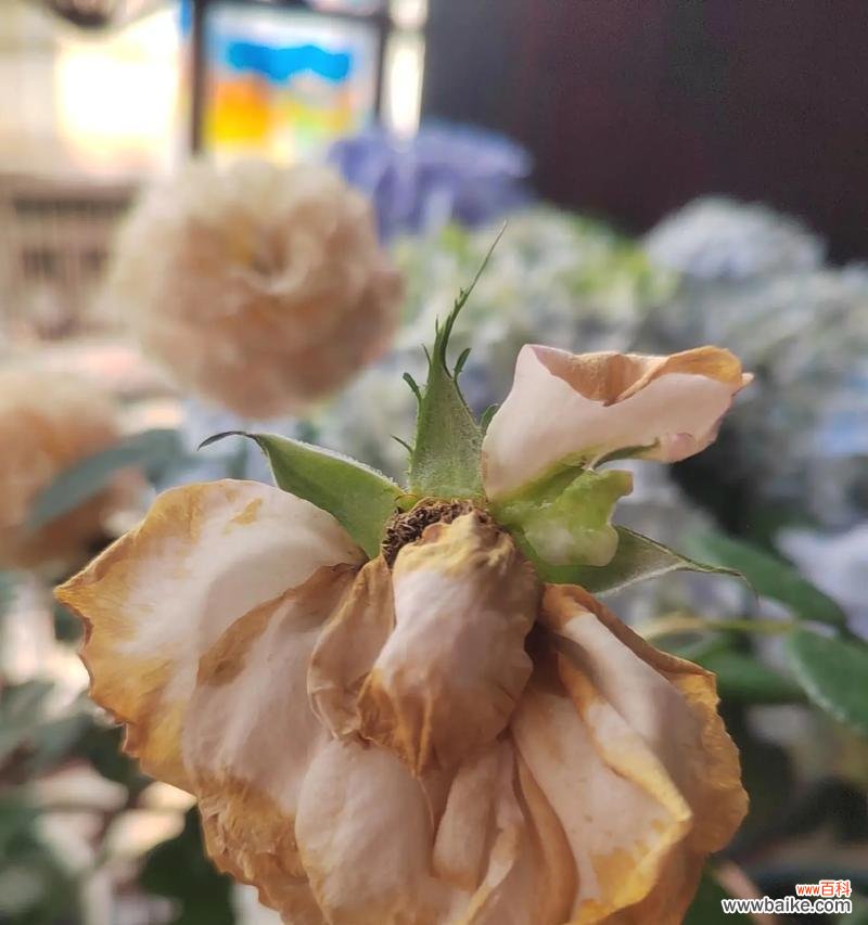 哪种花的花语象征破碎？它传达了怎样的情感？