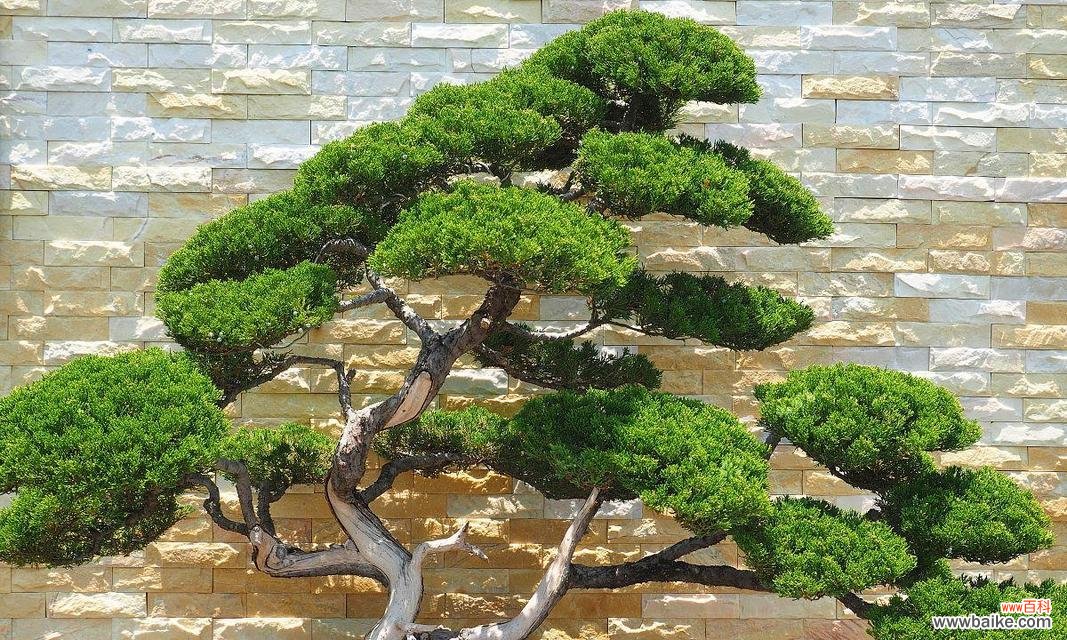 仿真花象征爱情的花语是什么?仿真花能代表爱情吗?