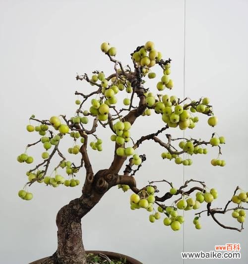 仿真花象征爱情的花语是什么?仿真花能代表爱情吗?