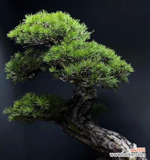 仿真花象征爱情的花语是什么?仿真花能代表爱情吗?