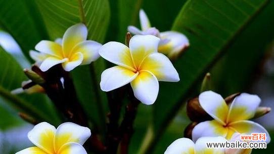 心疼她的花语是什么?表达心疼的花语有哪些?