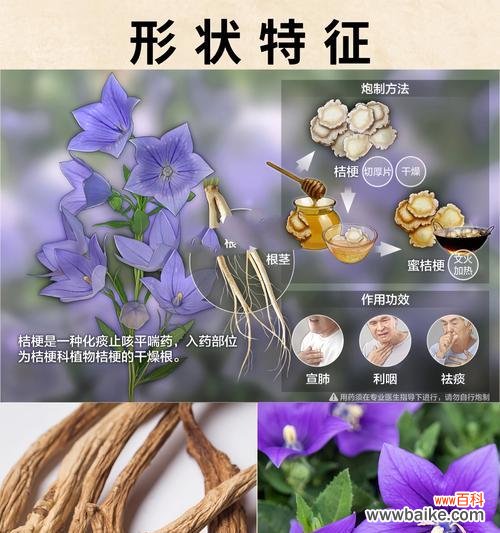 桔梗花的花语有哪些含义？