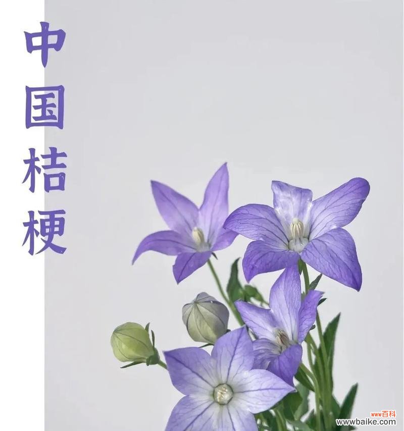 桔梗花的花语有哪些含义？