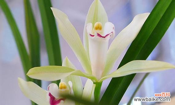 碧玉绿植的花语代表了什么含义?