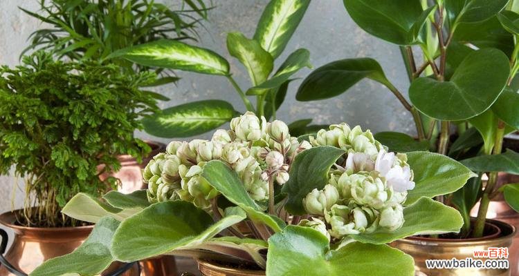 碧玉绿植的花语代表了什么含义?