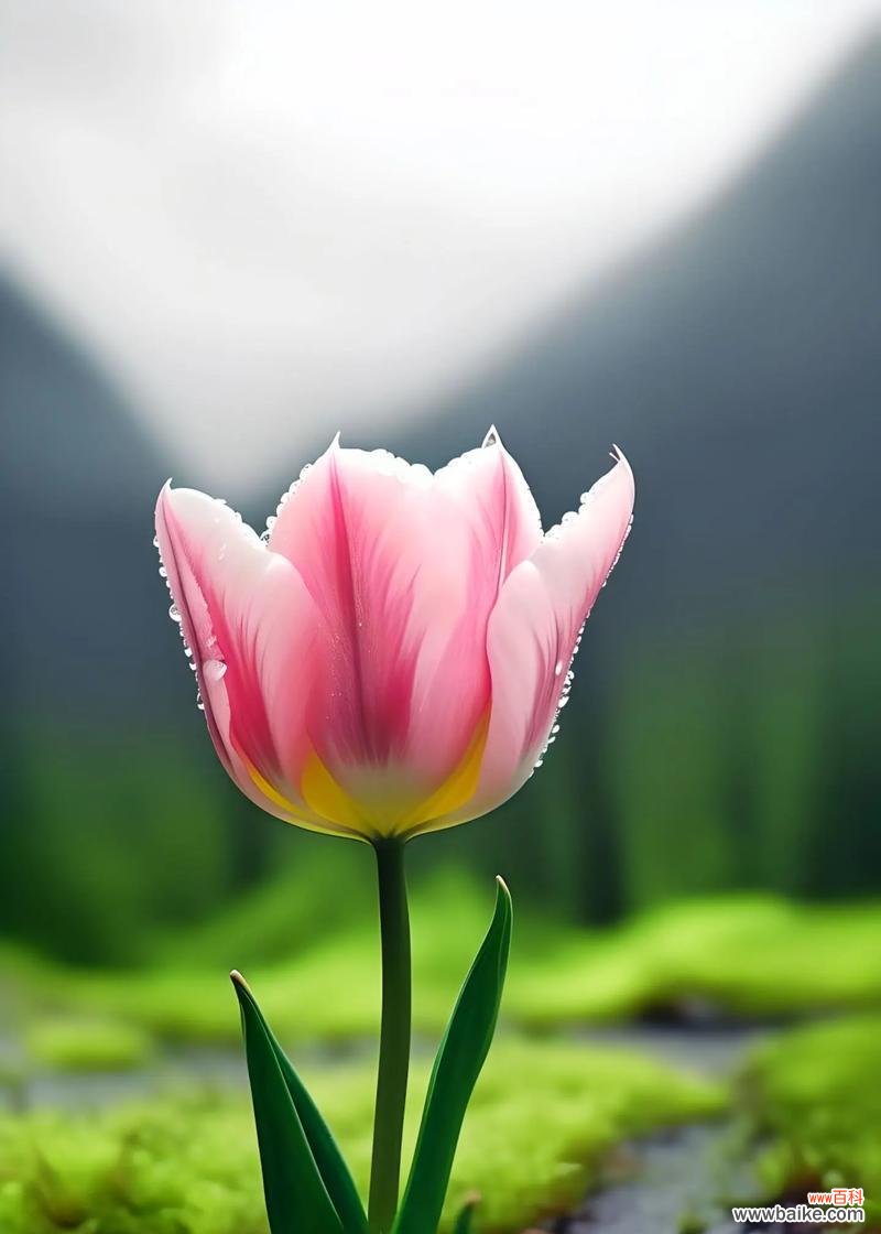 郁金香如何表达世界真爱?