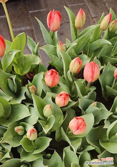 郁金香如何表达世界真爱?