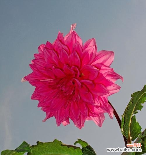 花开蝶自来的花语是什么?这种花象征着什么?