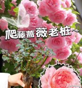 大花月季浓香粉色的花语是什么？这种花的特别之处在哪里？