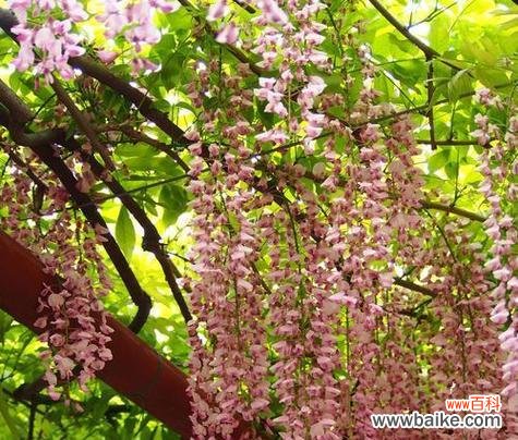 花语寓意长长久久的花是什么?你知道它是什么吗?