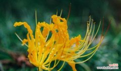 芙卡洛斯适合哪种花语？花语有何寓意？