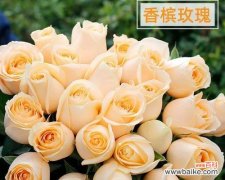 11枝香槟玫瑰代表什么含义？