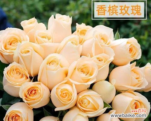 11枝香槟玫瑰代表什么含义?