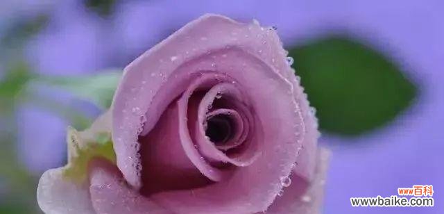 探索一朵玫瑰花的深刻寓意与传达情感的力量 玫瑰花的花语