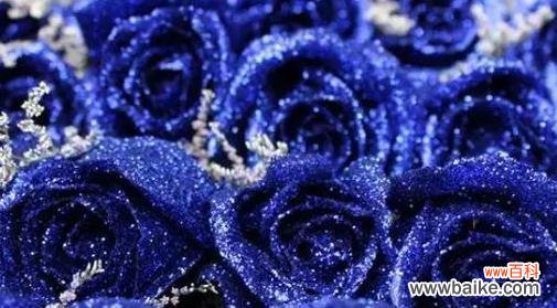 追寻蓝色妖姬的花海,解读花语中的秘密 蓝色妖姬的花语