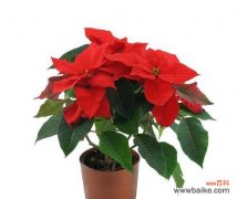 揭秘一品红的花语，探寻其独特魅力 一品红的花语与美丽魅力