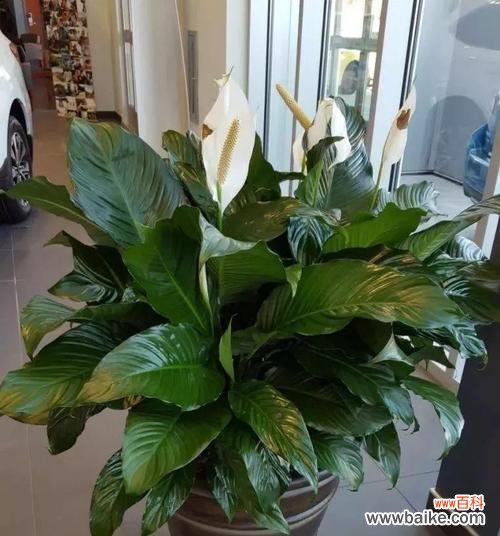 花语揭示人生的和谐与顺遂 一帆风顺花