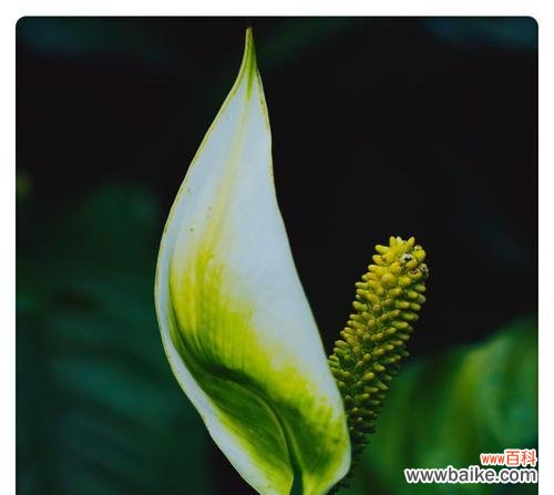 花语揭示人生的和谐与顺遂 一帆风顺花