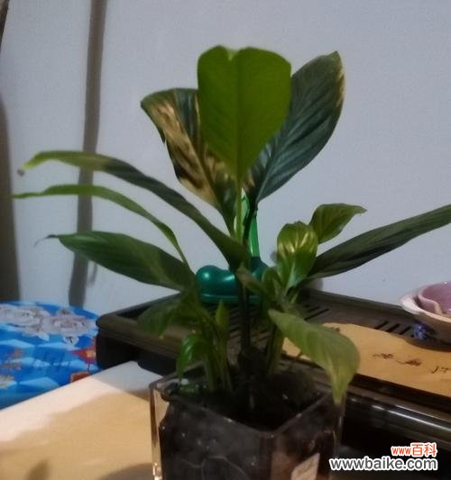 花语揭示人生的和谐与顺遂 一帆风顺花