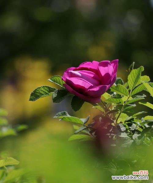 探寻红玫瑰的象征与魅力 一支红玫瑰的意义