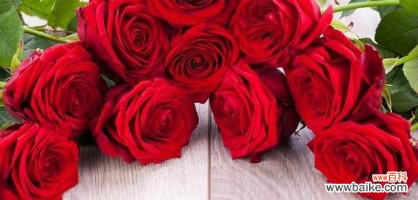 探寻红玫瑰的象征与魅力 一支红玫瑰的意义