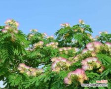 探寻银合欢的神秘面纱 银合欢之传说与花语