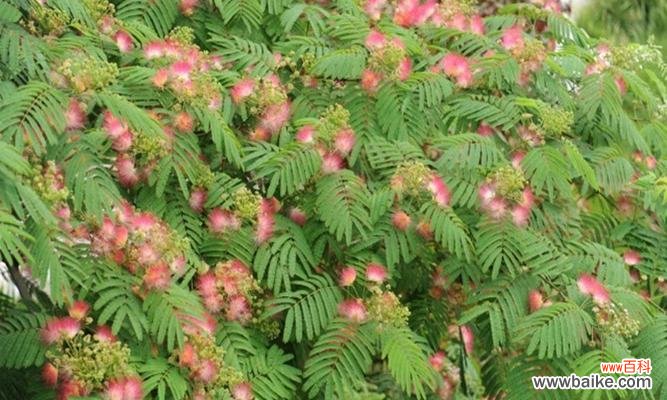 探寻银合欢的神秘面纱 银合欢之传说与花语