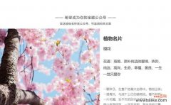 探寻樱花盛开的背后故事 樱花的花语与意义