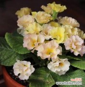 以樱花草的花语为窗口，探寻自然之美 樱花草的花语之美