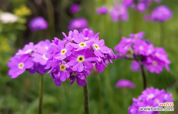 以樱花草的花语为窗口,探寻自然之美 樱花草的花语之美