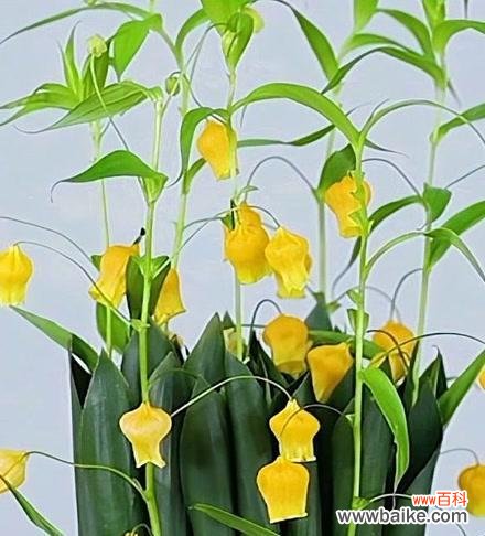 探寻一叶兰的秘密花园 以一叶兰的寓意及花语