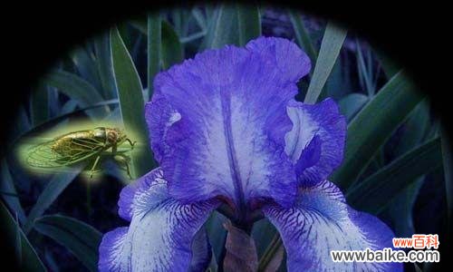 探寻依米花的意义与传承 以依米花的花语为主题的文章